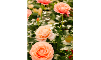 Ar ko ADR sertificētas rozes ir tik īpašas? Ar ko ADR sertificētas rozes ir tik īpašas?